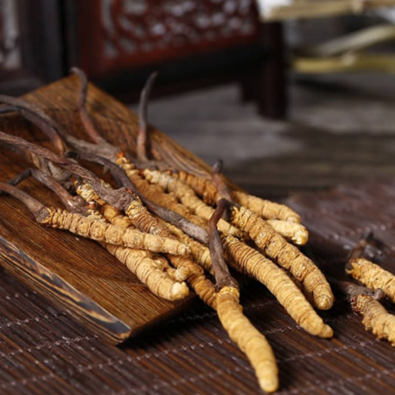 CORDYCEPS-F