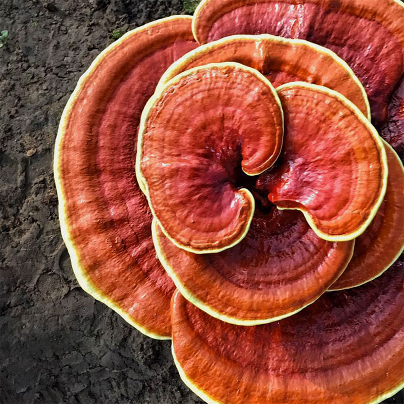 GANODERMA-F